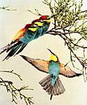 European Bee-Eater